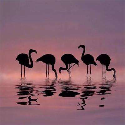 皇冠welcome下载手机app下载